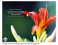 Preview: Trauerbild Fiori 514 mit Rückseitenvers