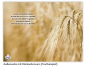 Preview: Trauerbild Natura 014 mit Rückseitenvers